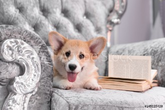 Bild på Welsh corgi